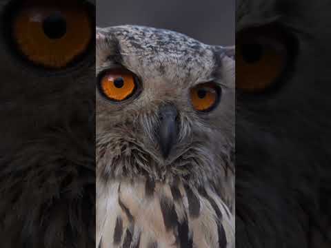 Why do owls have big eyes?