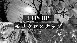 撒き餌ボディの宿命？EOS RPへの文句を言いながらモノクロスナップ【RF35mmF1.8】