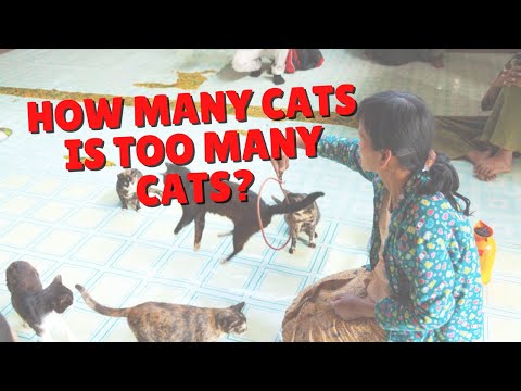 Is There Such Thing As Too Many Cats? | Two Crazy Cat Ladies #shorts