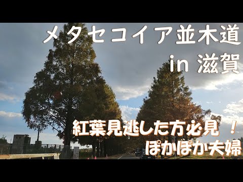 【絶景スポット】メタセコイア並木道の紅葉🍂｜車内動画🚙│仲良し夫婦のvlog