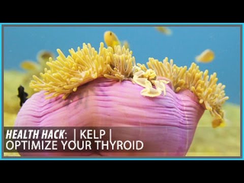 Kelp | Optimize Your Thyroid: Health Hacks- Thomas DeLauer