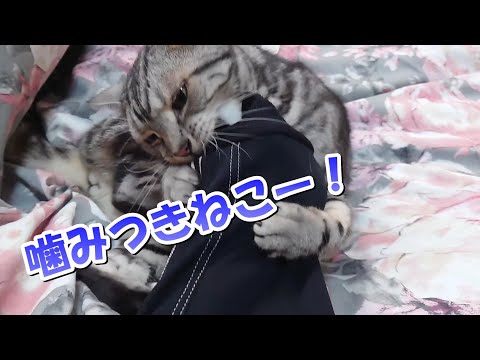 噛みつきねこー！猫が襲ってくるぞー（アメリカンショートヘア）