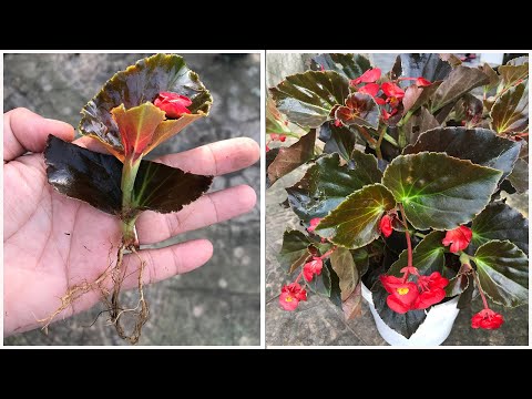 With just one small action, I successfully grew Begonia flowers