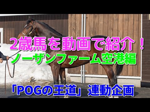 「POGの王道」2歳馬を動画で紹介！【ノーザンファーム空港編】