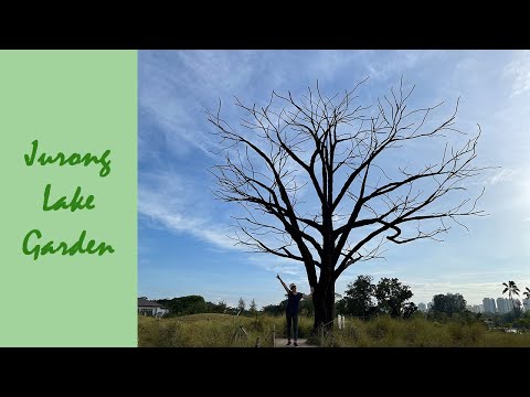 Morning jogging at Jurong Lake Garden - Lone Tree 裕廊湖花园 - 孤树 竟然是这样的