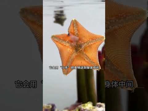 我桌子上的派大星（海星），开始吃饭啦，一口饭要吃半个小时呀！