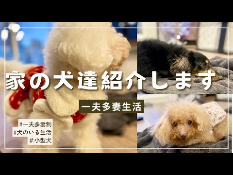 【一夫多妻制】うちのワンコ達との出会いのエピソードを話してみた【57話】