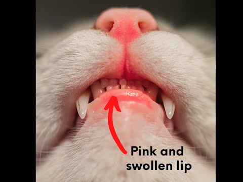 Why Is My Cat's Lip Swollen???