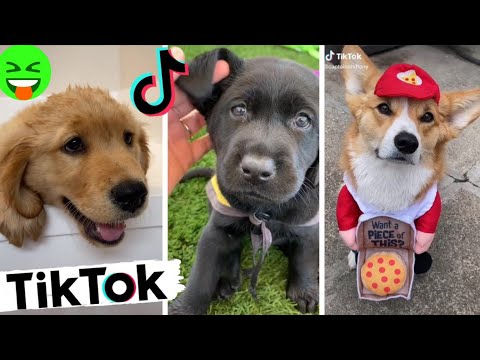 tiktok funny viral video | tiktok funny compilation