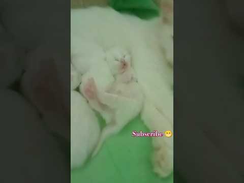 Naughty baby 😻🍼 #cat #cute #cutebaby #ytshorts #funny #funnyshorts