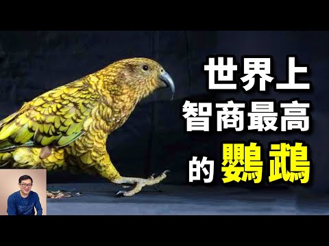 Amazing Facts About Kea Birds! #animal #birds #parrot #pet