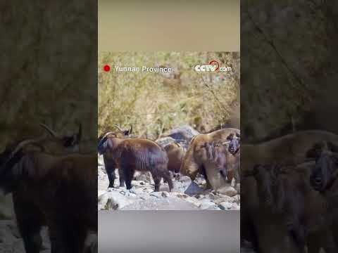 Rare footage of Gaoligong takins near a stream in southwest China's Yunnan