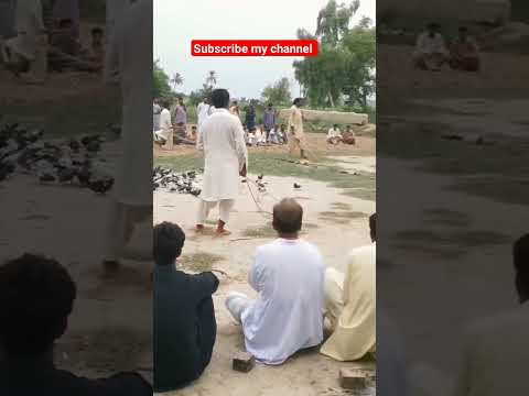 pigeon show #beautiful #pigeon #kabootar #pigeonbreeds #whitepigeon #pigeontypes #shorts #pigeonlove