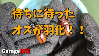 アンティロプスノコギリクワガタのオスが羽化！！