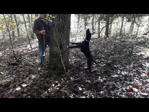 Dry Creek Hunting Dogs Squirrel Hunting in the Mark Twain National Forrest 10 25 2021