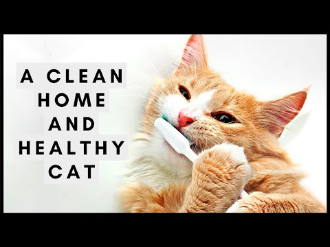 A Clean Home and Healthy Cat