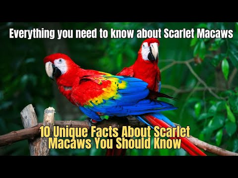 🦜10 Unique Facts About Scarlet Macaws You Should Know 💯 Scarlet Macaw Bird ✅