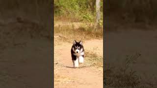 #viral #viralreels #viralvideos #instagood #instagram #instalike #instadaily #huskies #trending #dog