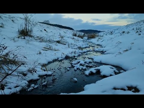 Forest walk in winter at -15 degrees. Animal tracks in the snow, a thicket, a river. ASMR sounds