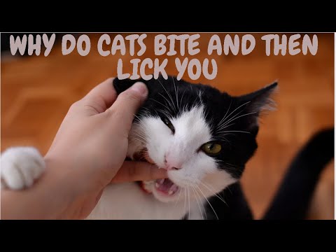 Why Do Cats Bite And Then Lick You