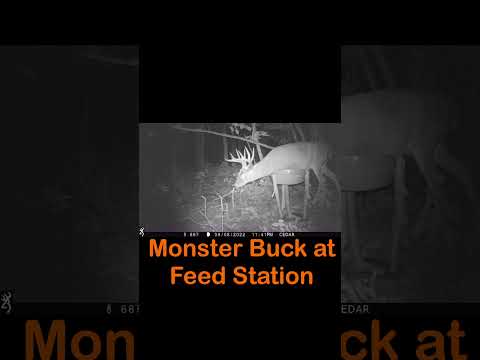 MONSTER Buck Feeding at Feed Station #trailcameras #wildlife #whitetaildeer #deer #trailcam