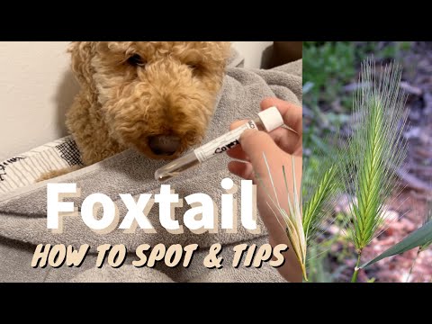 MY DOG GOT FOXTAIL vlog: Symptoms, What to do, removal procedure, recovery tips * Real & Raw *