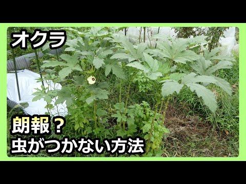 【朗報かも？】オクラに虫が付かなくなりました 無農薬栽培