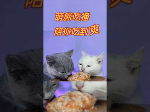 APT萌貓陪你吃到爽!#cat #可愛 #貓 #貓咪 #短片 #貓主子 #貓奴 #萌系 #吃播  #萌寵 #療癒 #可愛動物 #治癒小貓 #治癒系 #lovely #kitten