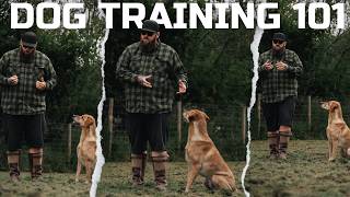 DOG TRAINING 101: How To Teach The Basics