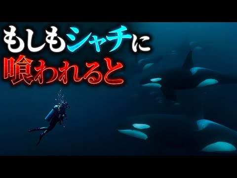 【恐怖】シャチに喰われるとどうなるのか？