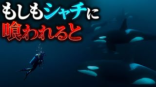 【恐怖】シャチに喰われるとどうなるのか？