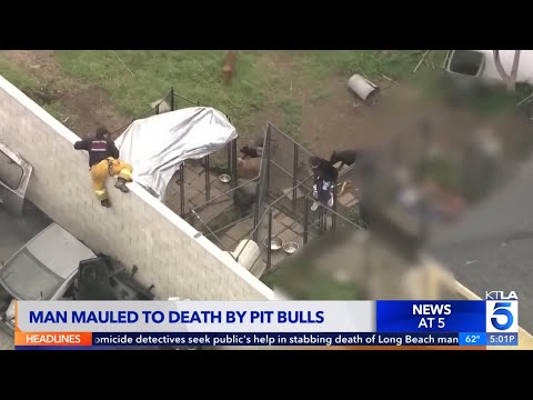 Man Killed By Dogs! | Are Pitbulls The Problem?