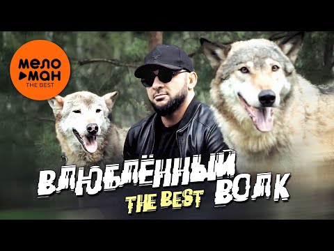 ВЛЮБЛЕННЫЙ ВОЛК. THE BEST (Видеоклипы кавказа. Осень 2024)