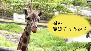 【東山動植物園公式】雨降りのキリンのデッキから《 アミメキリン　キリン 》