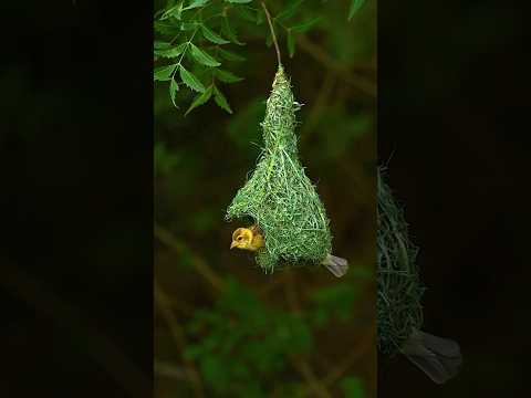 good morning😘😘#nest#nature 🌿🍃#native #peace#birds ❤#shorts #yt#trending#viral#ytshorts #tamil #love