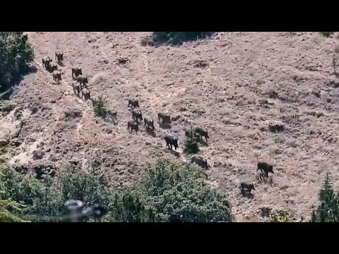 CROWD WILD BOAR HUNT 2- ELMADAĞ-KIRIKKALE DOMUZ AVI