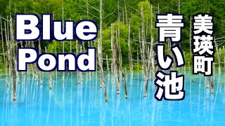 The blue pond「青い池」北海道 美瑛町白金 北海道観光 美瑛観光 旅行 日本 絶景 Japan