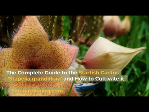 The Complete Guide to the Starfish Cactus Flower 'Stapelia grandiflora' and How to Cultivate it