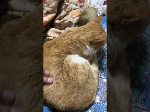 縁側ねこ コタの思い出｜24時間生配信中のコタ＆深夜ゲームする3人 #cat #ねこ #コタ #ねこ