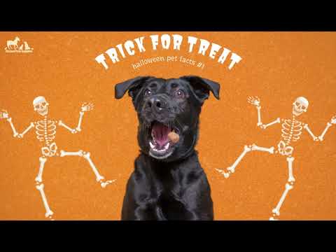 Trick For Treat Blog Post Video