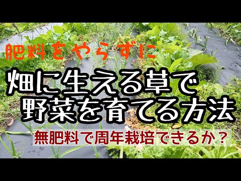 肥料を使わずに畑に生える草だけで野菜を育てる方法／無肥料で周年栽培する方法