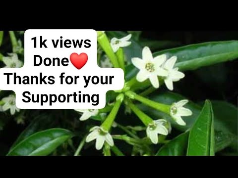 Raat ki Rani/ blooming Jasmine(care + pruning + fertilizer)