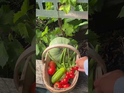 Harvesting vegetables from back garden #gardening #harvest #veggietales