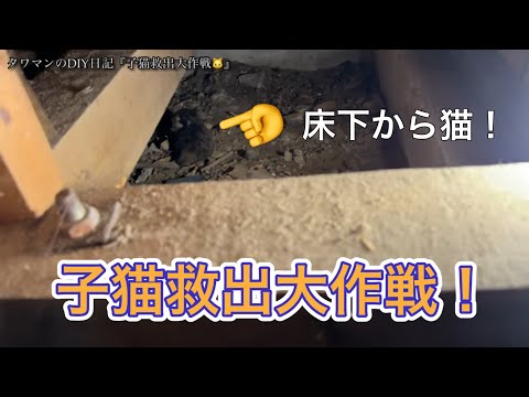 子猫救出大作戦‼️『タワマン大家のDIY日記』