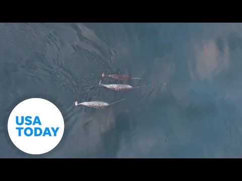 Watch remarkable drone footage showing narwhals in action | USA TODAY