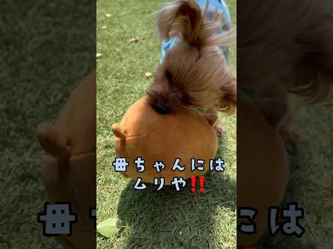 いのししをやっつけて誇らしげなハリー君🐶💕