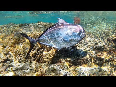 超浅瀬でエチオピアが泳いでいたので獲って食べてみた