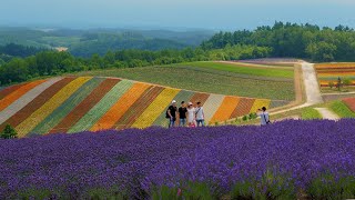 HOKKAIDO. Shikisai-No-Oka 2020. #4K #四季彩の丘