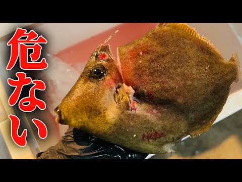 【カワハギ】食べる前や釣りに行く前にこの動画を見ないと危険です。