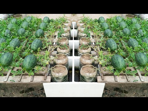 You will be amazed with how to make a self-watering watermelon garden for high yields